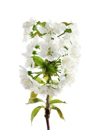 Photo of Beautiful blossoming branch on white background