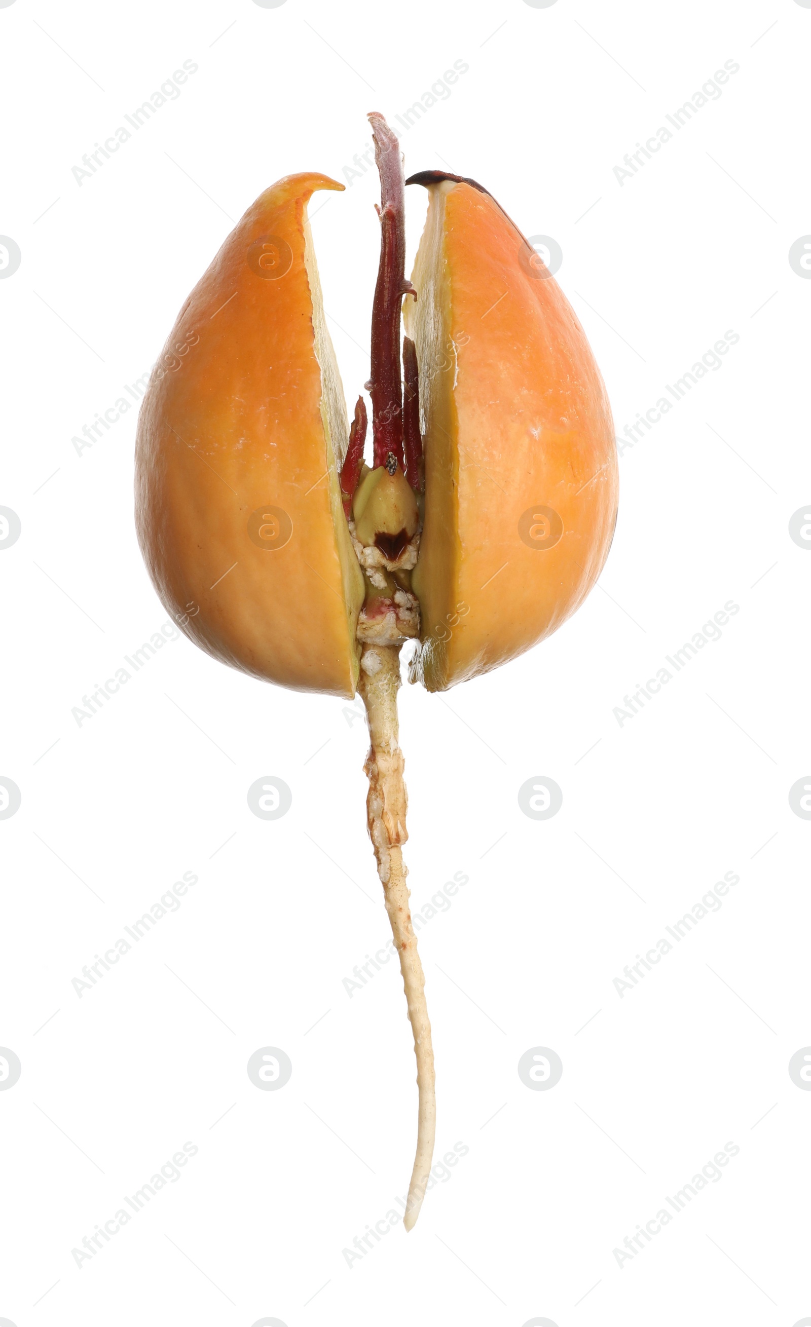 Photo of Avocado pit with sprout and root on white background