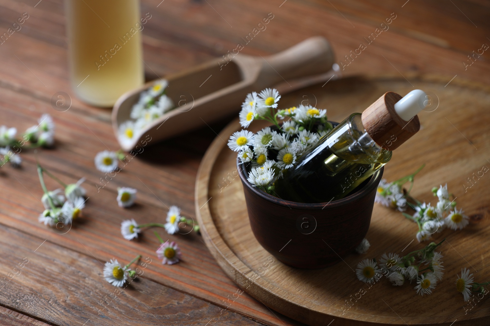Photo of Chamomile essential oil and flowers on wooden table, space for text