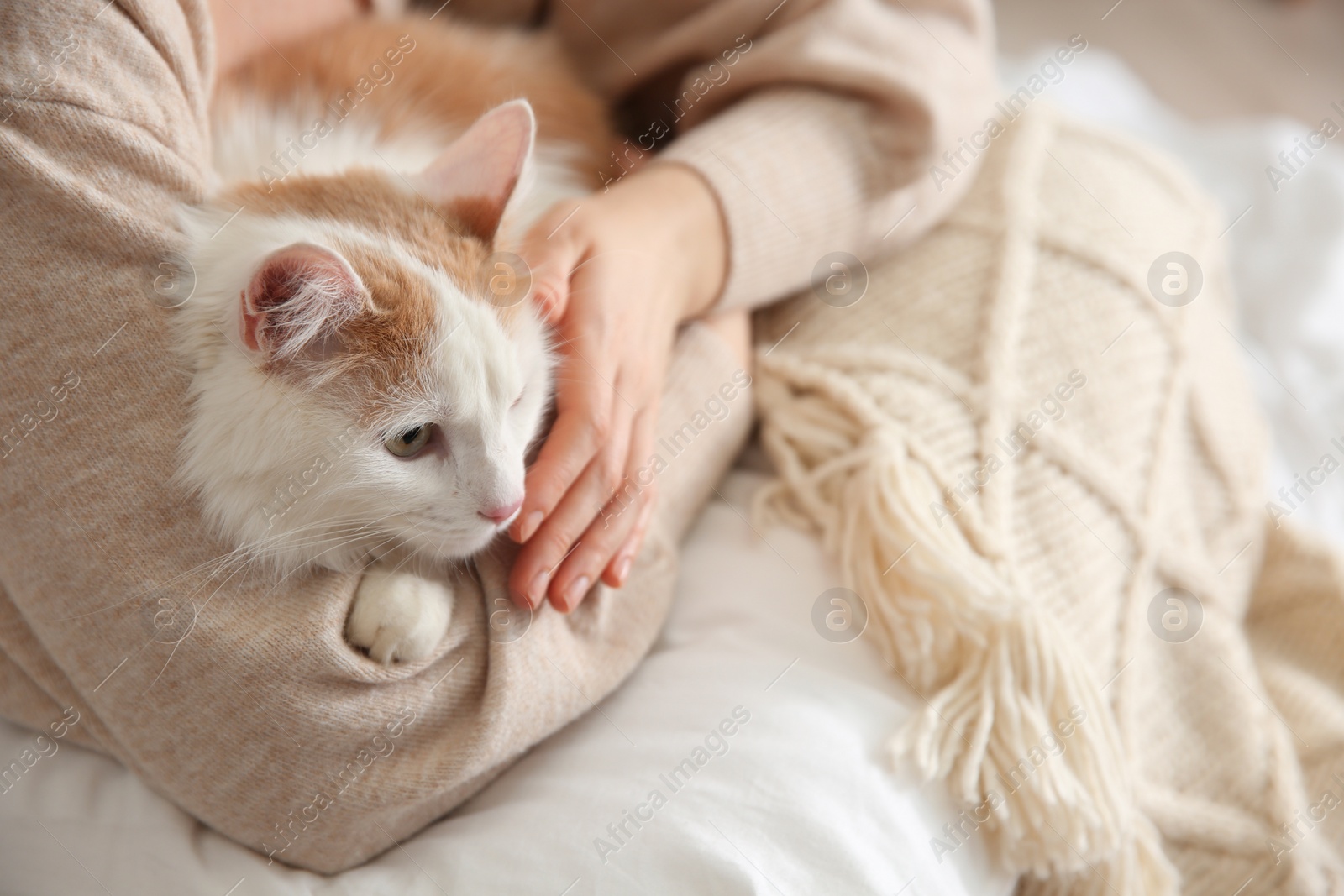 Photo of Woman with cute fluffy cat and pillow on blurred background, closeup