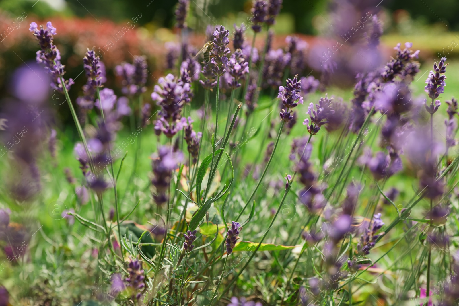 Photo of Beautiful lavender flowers growing in garden on summer day