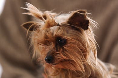 Photo of Woman holding cute Yorkshire terrier, closeup. Happy dog