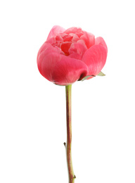 Beautiful blooming pink peony isolated on white