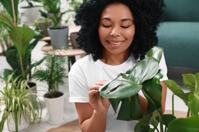 Woman wiping beautiful monstera leaves indoors. Houseplant care