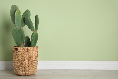 Photo of Beautiful cactus near green wall, space for text. Tropical plant