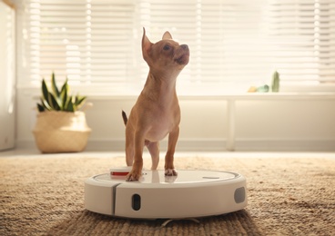 Photo of Modern robotic vacuum cleaner and Chihuahua dog on floor at home