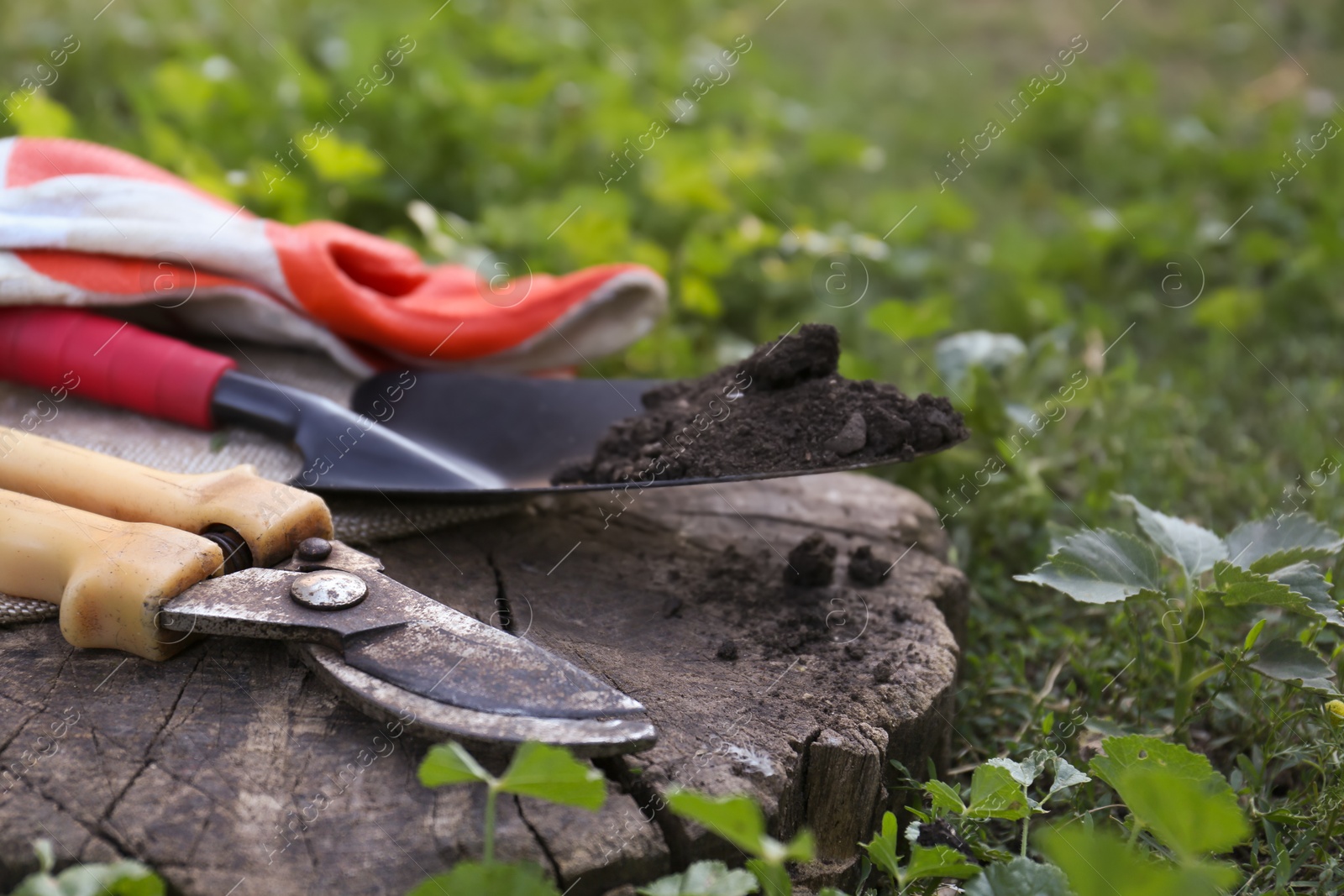 Photo of Old secateurs and other gardening tools on wooden stump among green grass, closeup