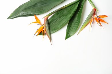 Photo of Beautiful bird of paradise flowers and tropical leaves on white background