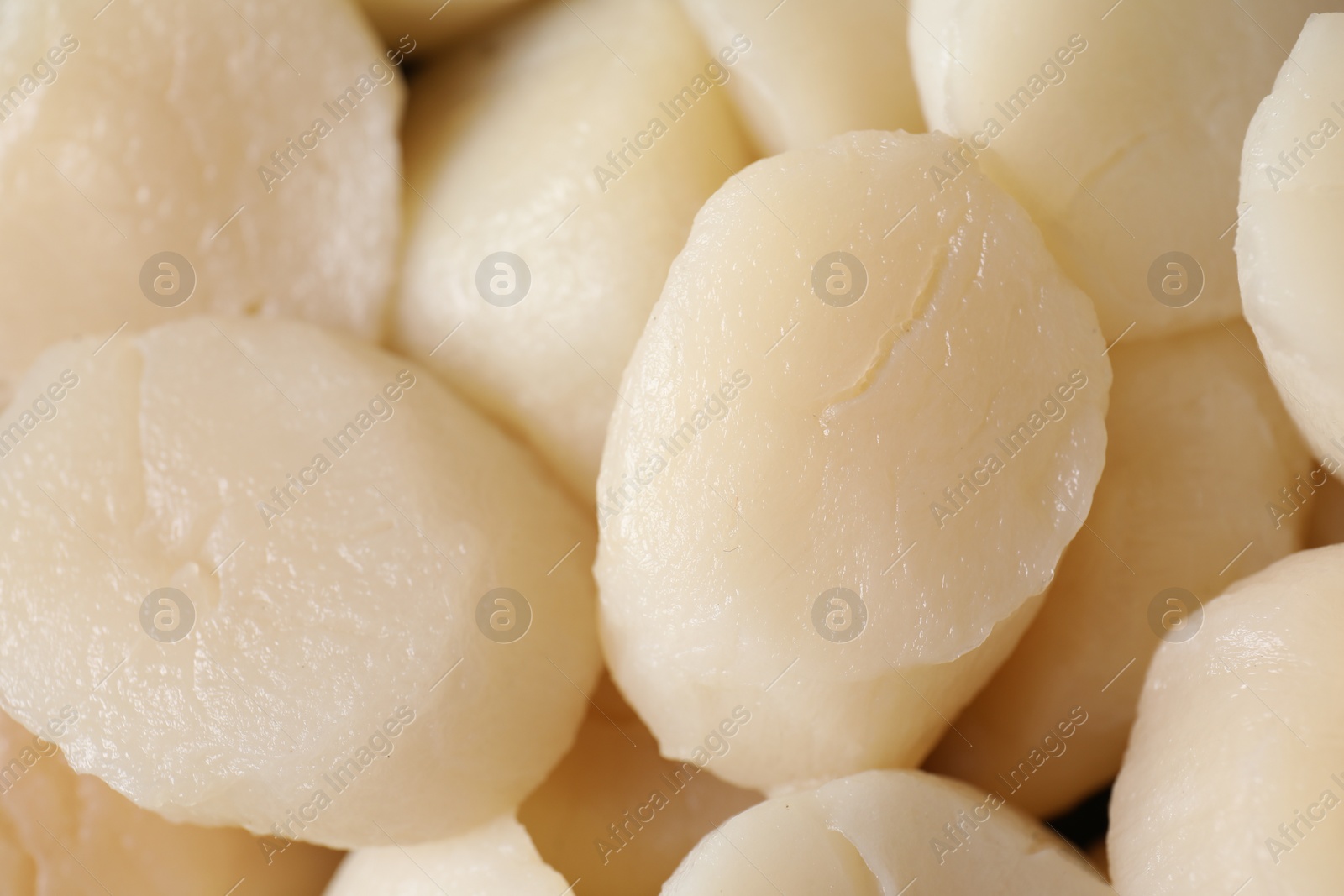 Photo of Fresh raw scallops as background, closeup view