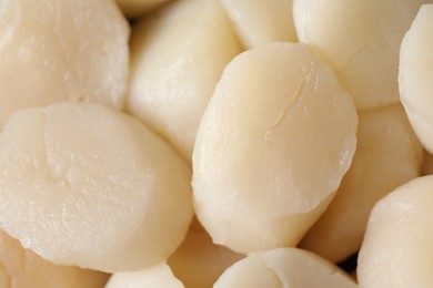 Photo of Fresh raw scallops as background, closeup view