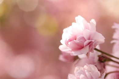 Beautiful pink sakura blossom on blurred background, closeup. Space for text