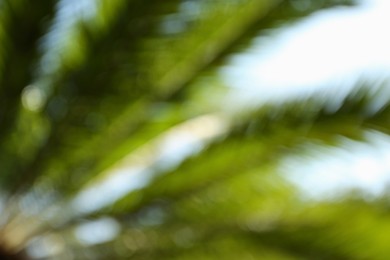 Photo of Blurred view of palm leaves on sunny day outdoors. Bokeh effect