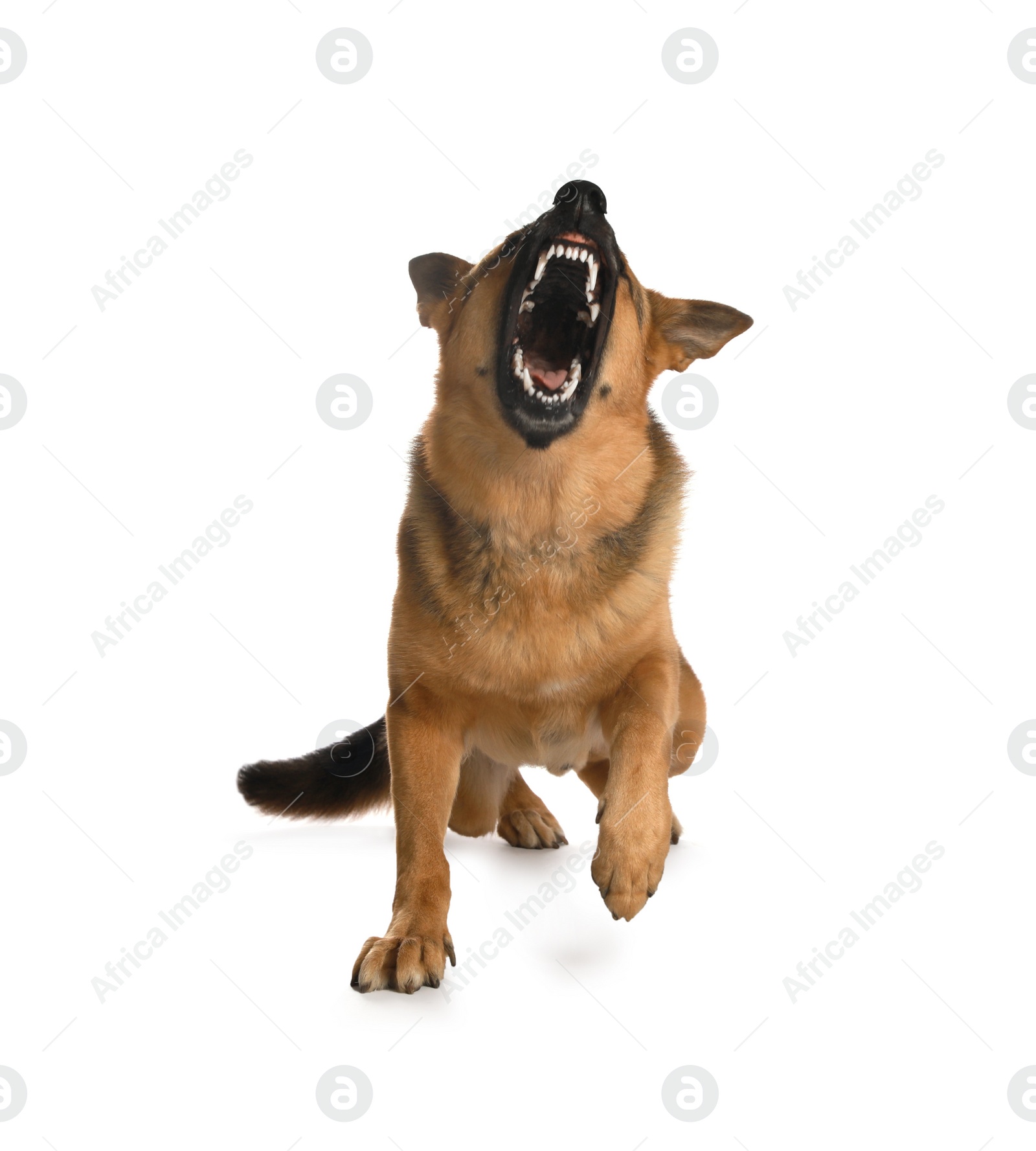 Photo of Aggressive German Shepherd dog on light background