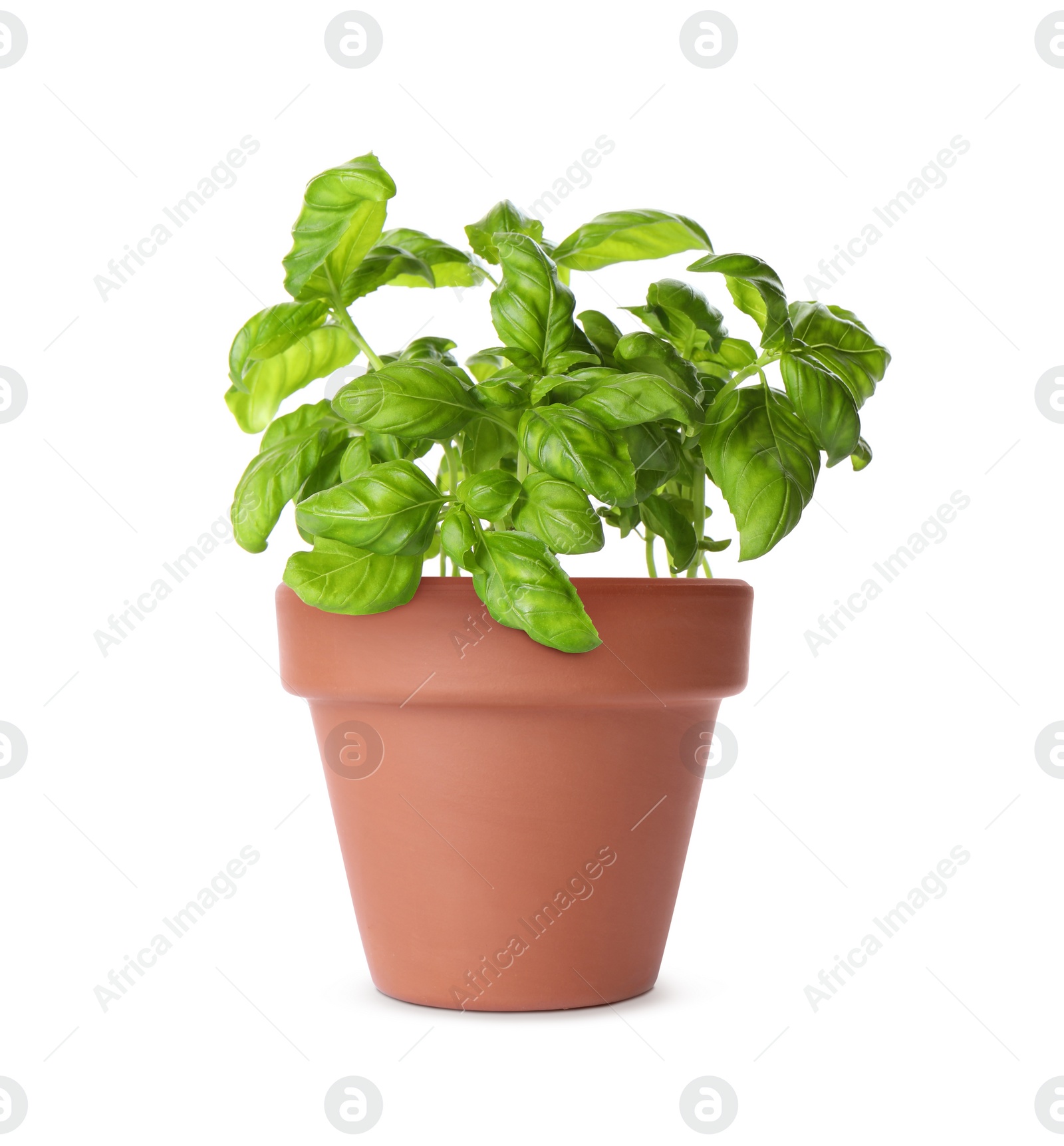 Image of Green basil in clay pot isolated on white