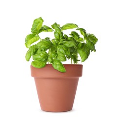 Green basil in clay pot isolated on white