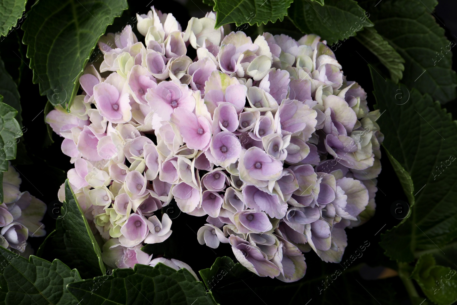 Photo of Beautiful hortensia plant with light flowers, closeup