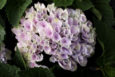 Beautiful hortensia plant with light flowers, closeup
