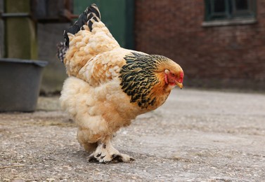 Photo of Beautiful beige chicken in yard. Domestic animal