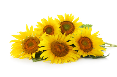 Beautiful bright blooming sunflowers on white background