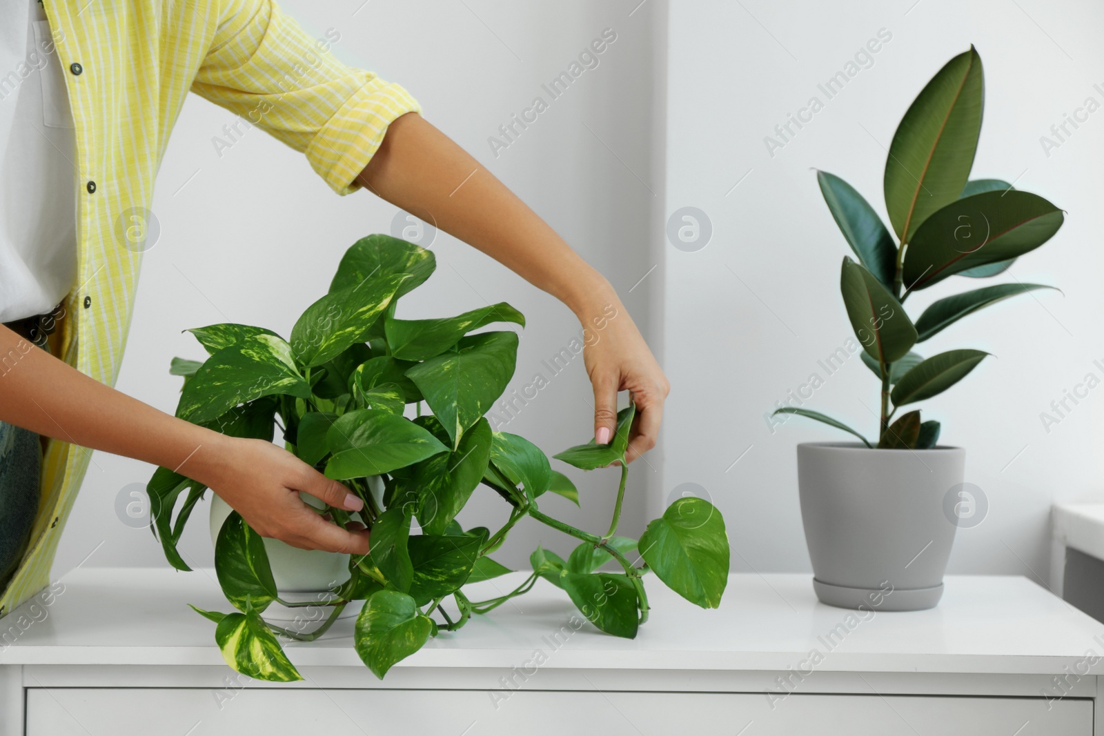 Photo of Woman taking care of potted houseplant on windowsill at home, closeup