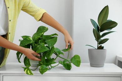 Photo of Woman taking carepotted houseplant on windowsill at home, closeup