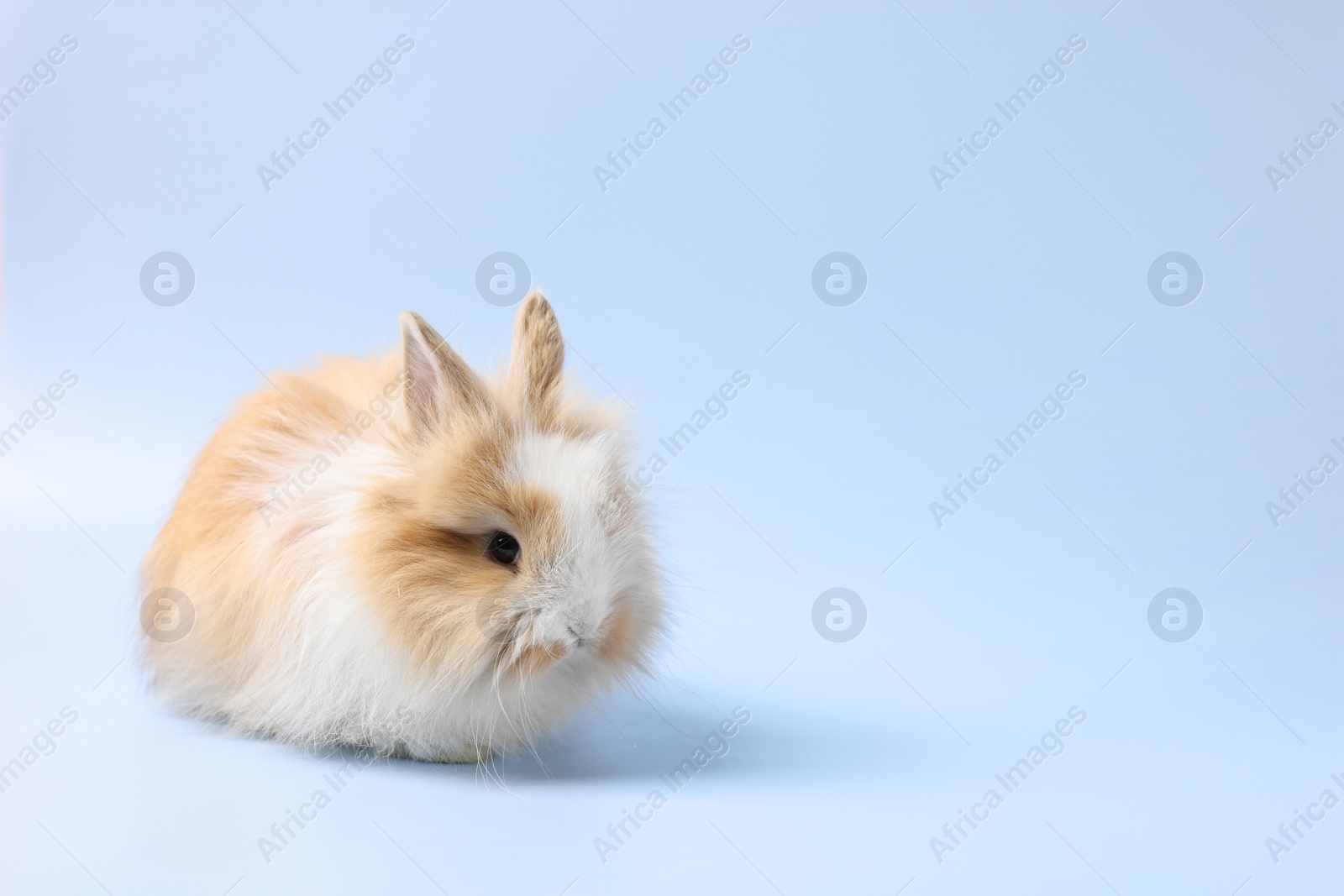 Photo of Cute little rabbit on light blue background. Space for text