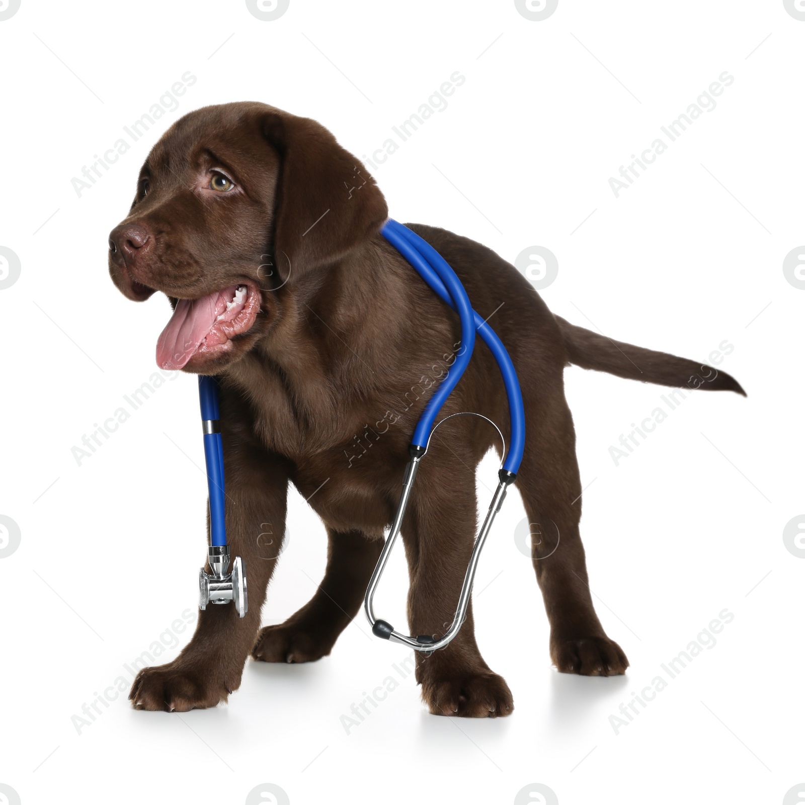 Photo of Cute dog with stethoscope as veterinarian on white background