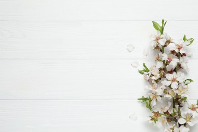 Photo of Blossoming spring tree branches as border on white wooden background, flat lay. Space for text