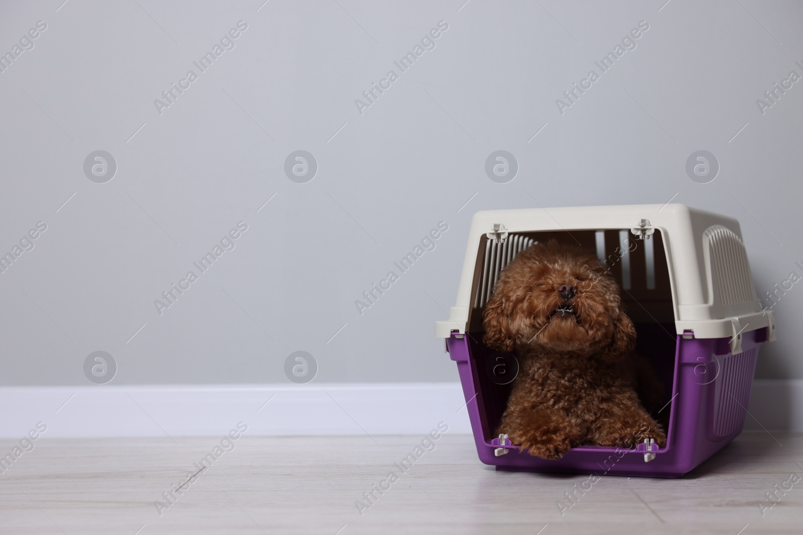 Photo of Travel with pet. Fluffy dog in carrier on floor indoors, space for text