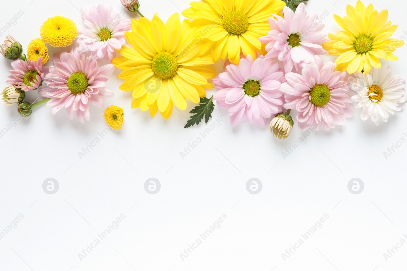 Photo of Beautiful chamomile flowers on white background, flat lay with space for text