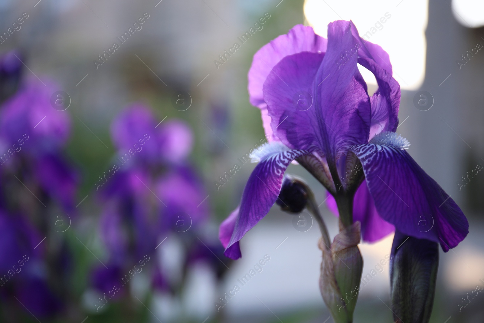 Photo of Beautiful blossoming iris outdoors on spring day, closeup
