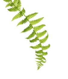 Beautiful tropical fern leaf isolated on white