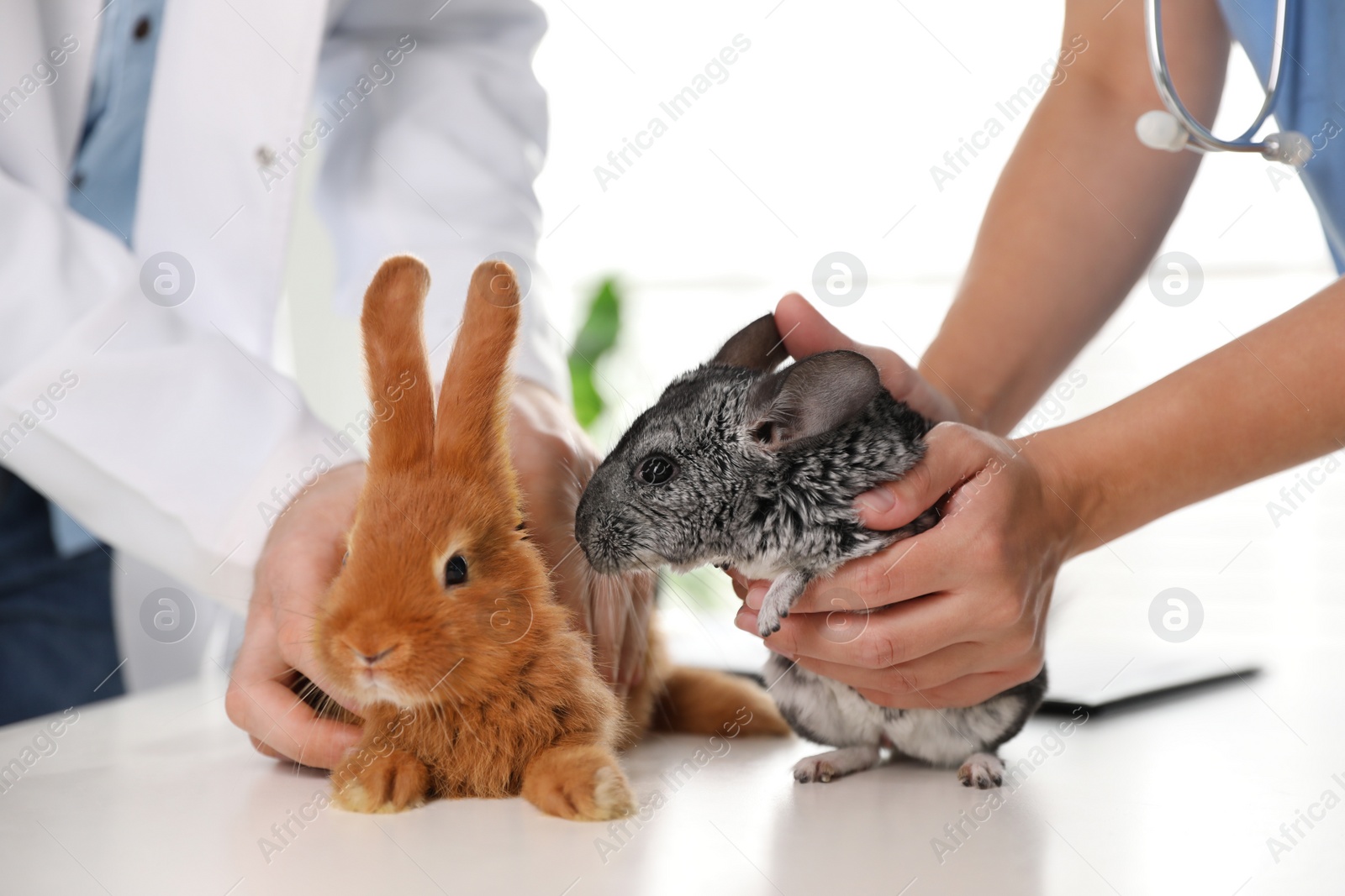 Photo of Professional veterinarians examining bunny and chinchilla in clinic, closeup