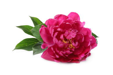 Beautiful pink peony flower isolated on white