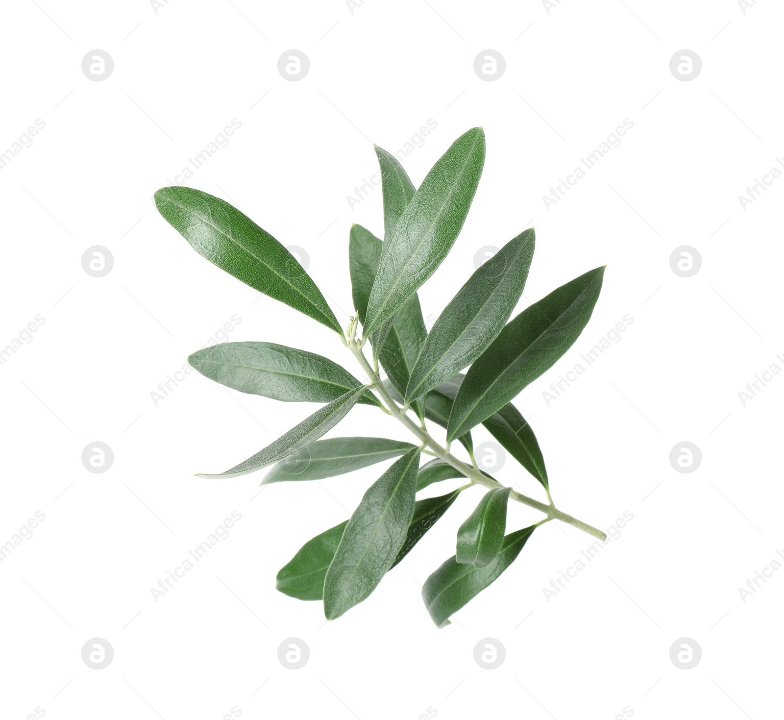 Photo of Twig with fresh green olive leaves on white background