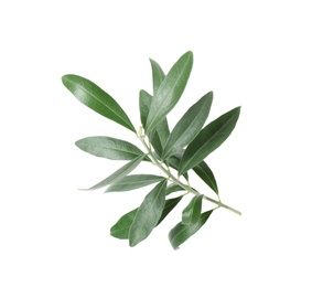 Photo of Twig with fresh green olive leaves on white background