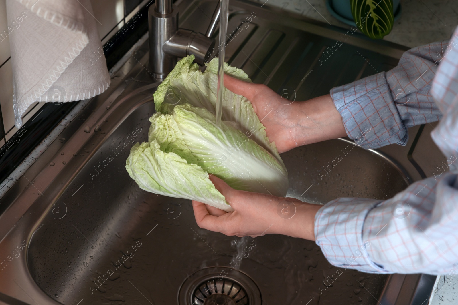 Photo of Woman washing fresh Chinese cabbage in sink, closeup