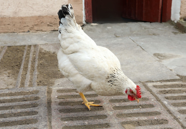 Photo of Beautiful white chicken in yard. Domestic animal