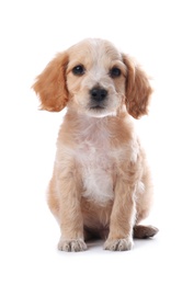 Photo of Cute English Cocker Spaniel puppy on white background