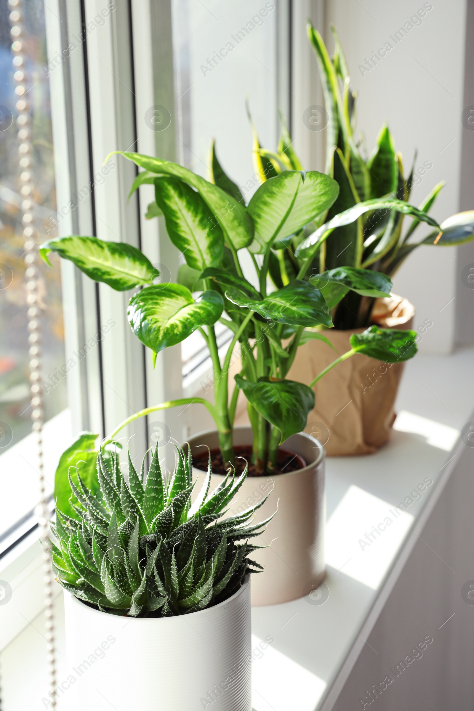 Photo of Different potted plants near window at home