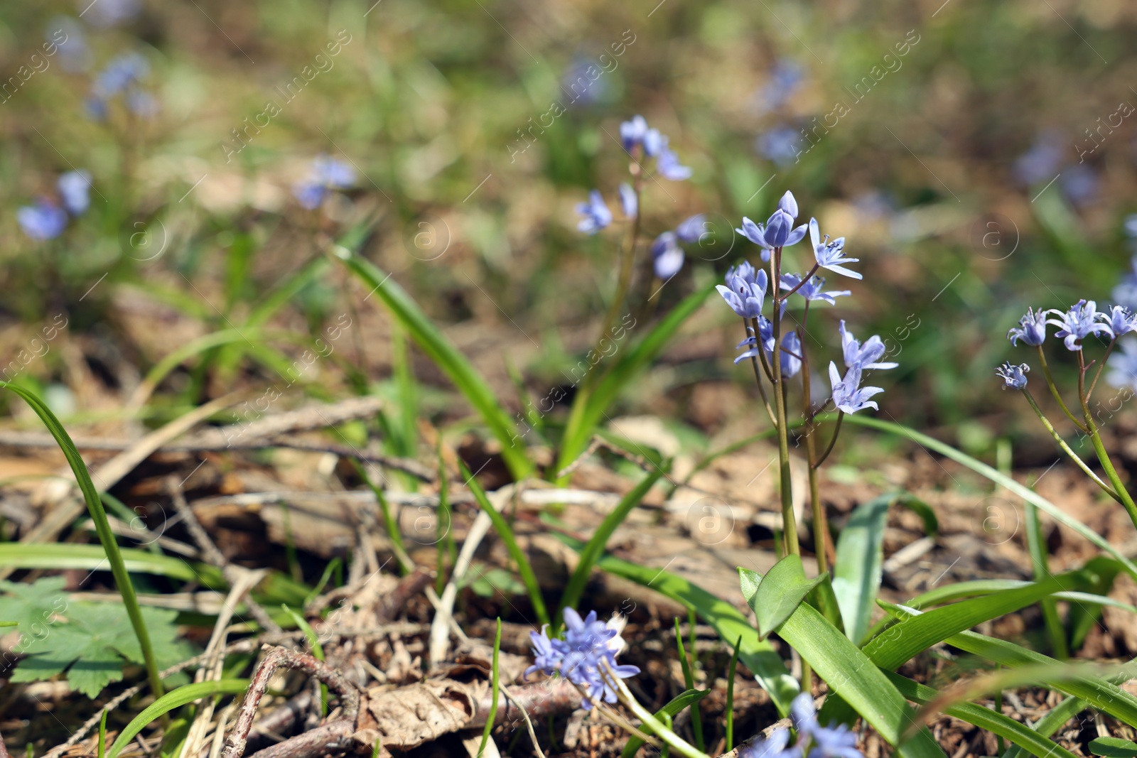 Photo of Beautiful lilac alpine squill flowers outdoors, closeup