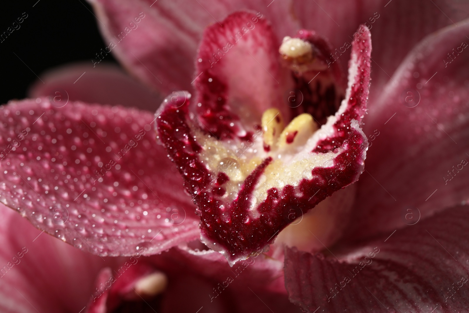 Photo of Closeup view of beautiful blooming flower with dew drops as background