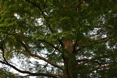 Photo of Beautiful view of tree with green leaves growing outdoors
