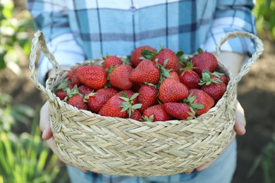 Woman holding wicker basket with ripe strawberries outdoors, closeup