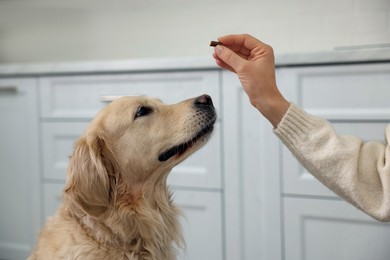 Woman giving pill to cute dog at home, closeup. Vitamins for animal