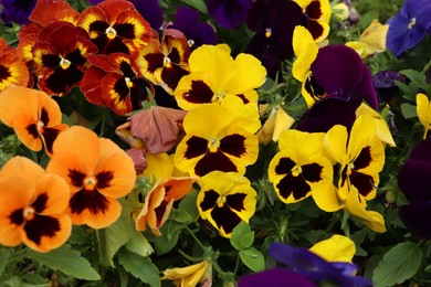 Photo of Beautiful colorful pansies growing in garden, closeup