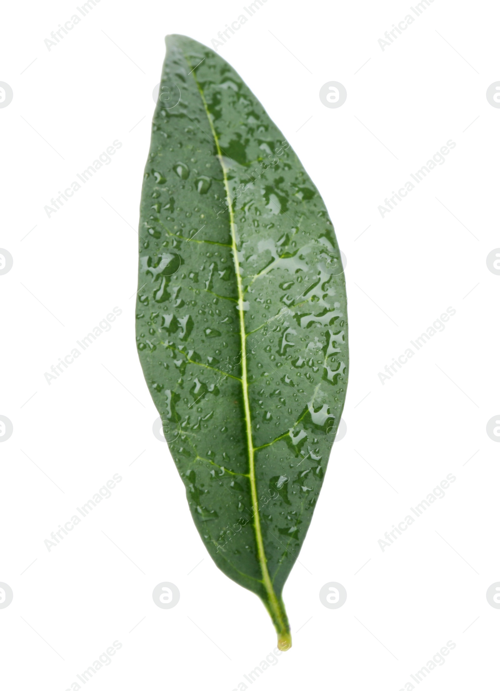 Photo of Fresh green citrus leaf with water drops on white background