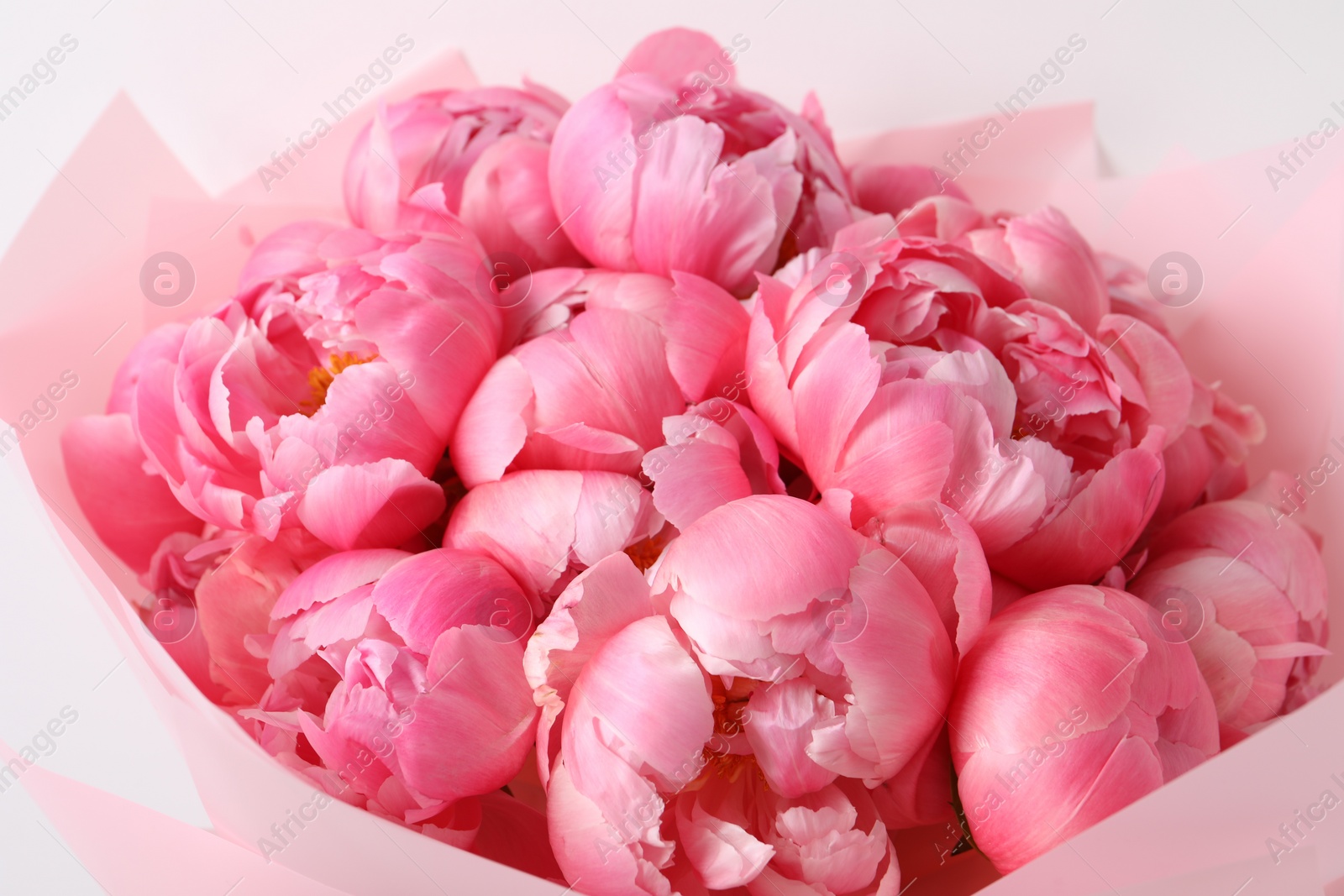 Photo of Bouquet of beautiful pink peonies on white background, closeup