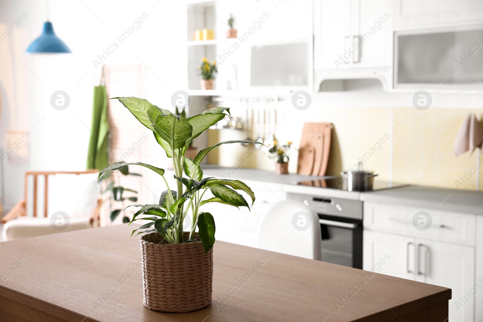Photo of Beautiful green potted plant on wooden table in kitchen. Home decoration