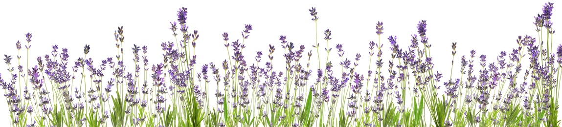 Image of Beautiful lavender flowers on white background. Banner design 